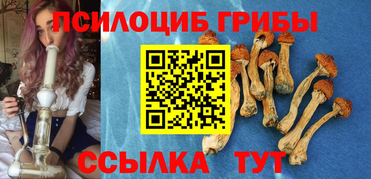 где можно купить наркотик  Зима  Галлюциногенные грибы Psilocybine cubensis 